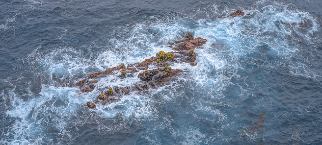 Thrashing AboutPoint Lobos State Natural Reserve, California