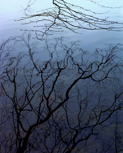 Reflected Branches