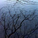 Reflected Branches