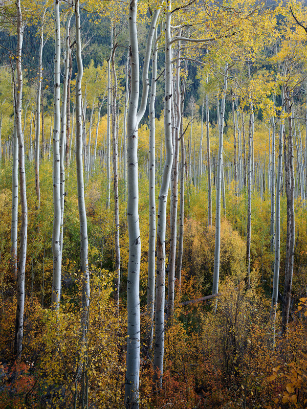 Joe Cornish - Aspens Independence Pass