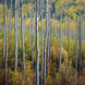 Joe Cornish - Aspens Independence Pass