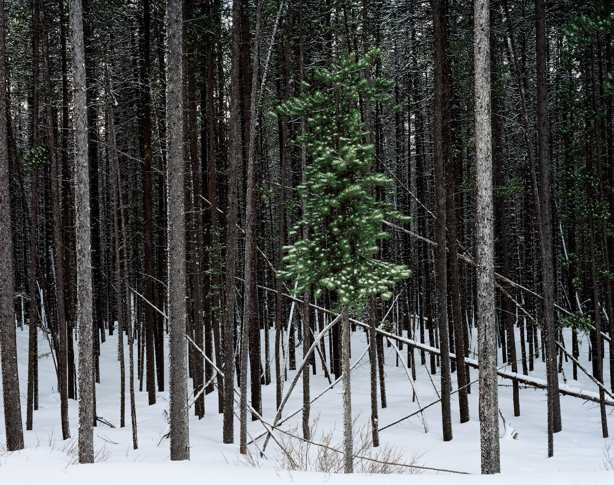 Paul Wakefield - 3-Firs