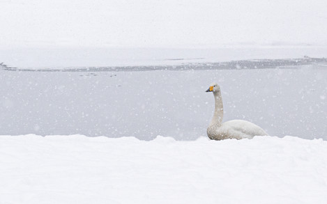 Martin Addison - Hokkaido-17