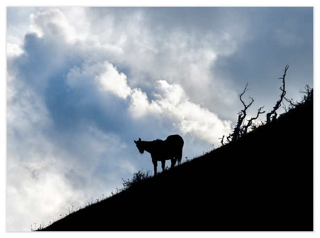 <strong>A Dark Horse</strong> was my companion during a picnic lunch on a remote hiking trail as a storm rolled in, reminding me of the value of friendship (even for loners) in times of trouble.