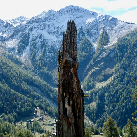 Remains of ancient melèze above Prarions, Switzerland – There must be a metaphor in there somewhere