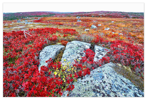 <strong>Shattered</strong> is characteristic of the Atlantic Coastal Barrens in autumn and gives a sense of the harsh conditions its inhabitants face.