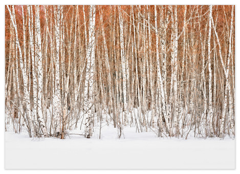 <strong>Winter Birch</strong> trees shimmer with the colourful promise of spring and bring to mind the cycle of life, death and re-birth.