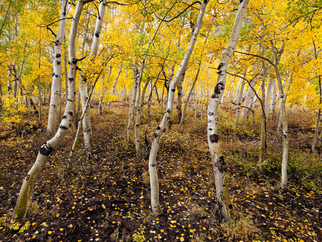 Aspen Grove, Bishop Canyon