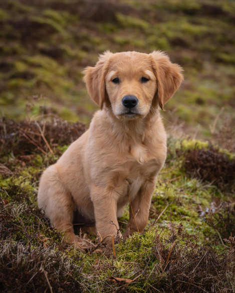 ‘Peggy Sue’, 1/50th sec at F8.0. GF45-100mm at 100mm