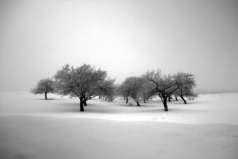 Alishokri-the passion of trees (1)