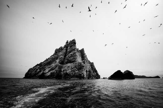 Boreray Gannets