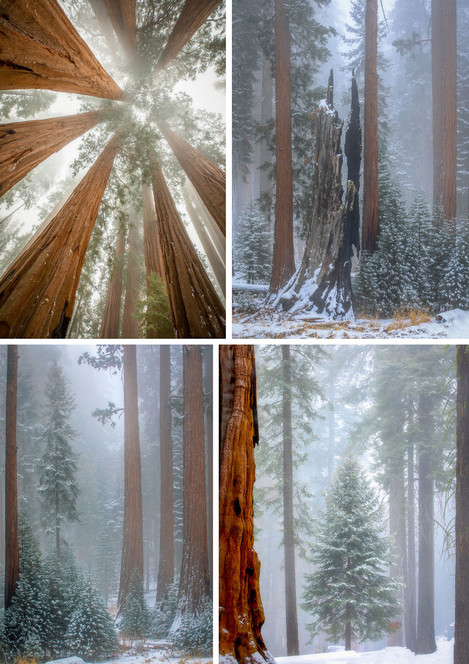 Giant Forest Reaching for the Sky