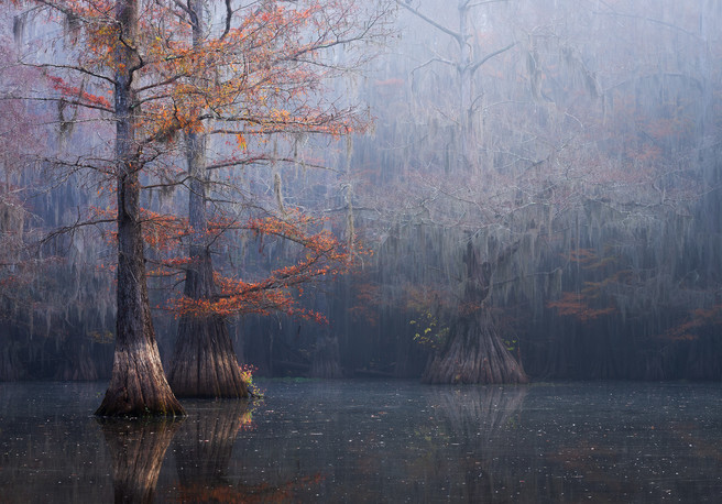 Bayou Dreams -Dusty Doddridge 2