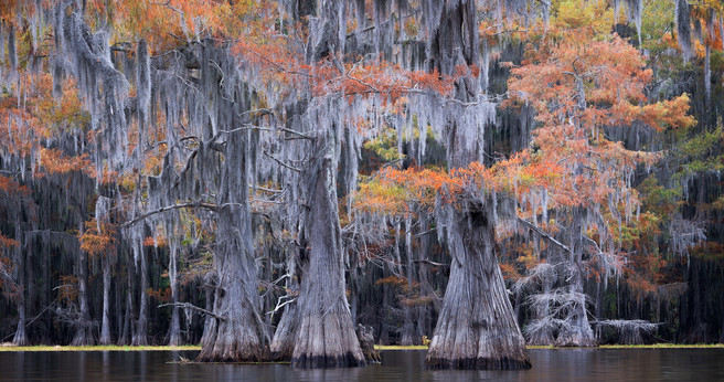 Bayou Dreams -Dusty Doddridge 3