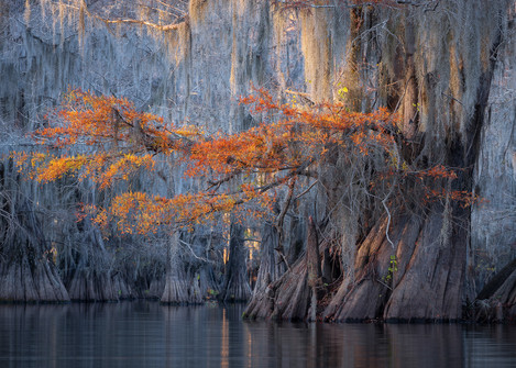 Bayou Dreams -Dusty Doddridge 4