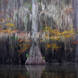 Bayou Dreams -Dusty Doddridge 5