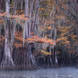 Bayou Dreams -Dusty Doddridge 6