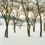 Bernhard Fuchs Fruit Trees, Laimbach, 2010