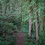 Joe Cornish Aireyholme Lane Wood