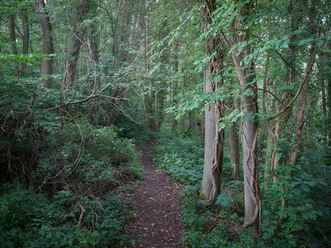 Joe Cornish Aireyholme Lane Wood