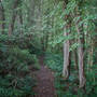 Joe Cornish Aireyholme Lane Wood