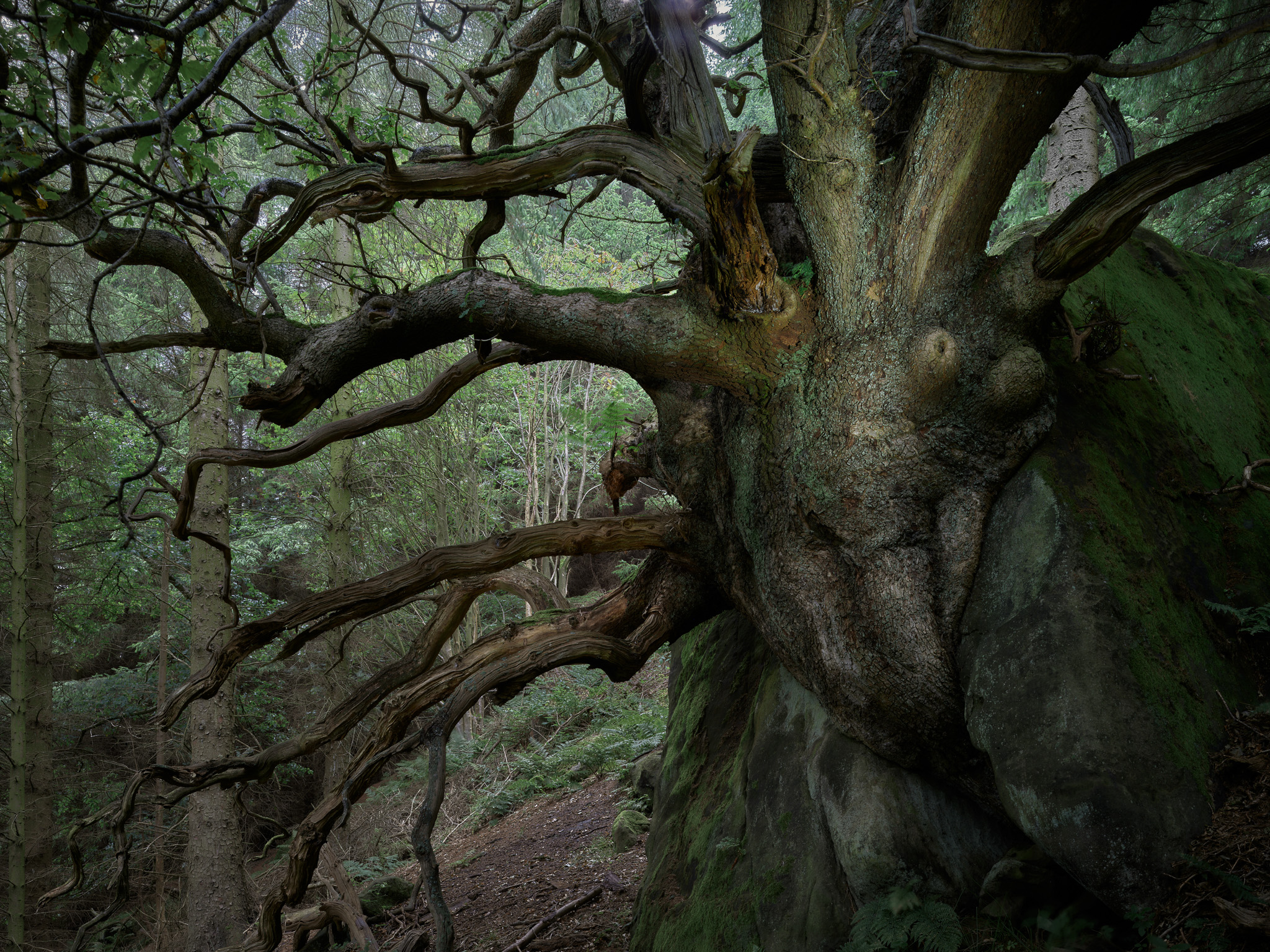Joe Cornish Medusa Oak
