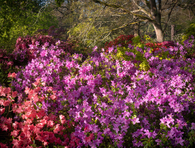 Arching Oak And Sunlit Azaleas