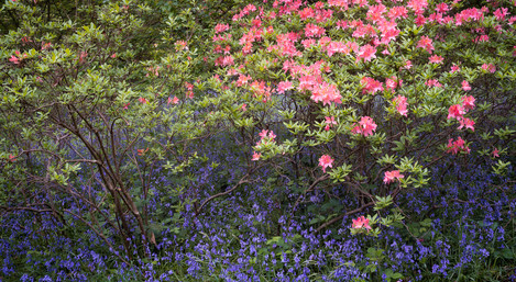 Azaleas And Bluebells, Acer Glade