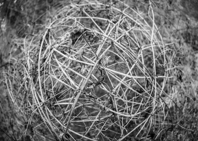 Interwoven ball of vines, supporting itself.