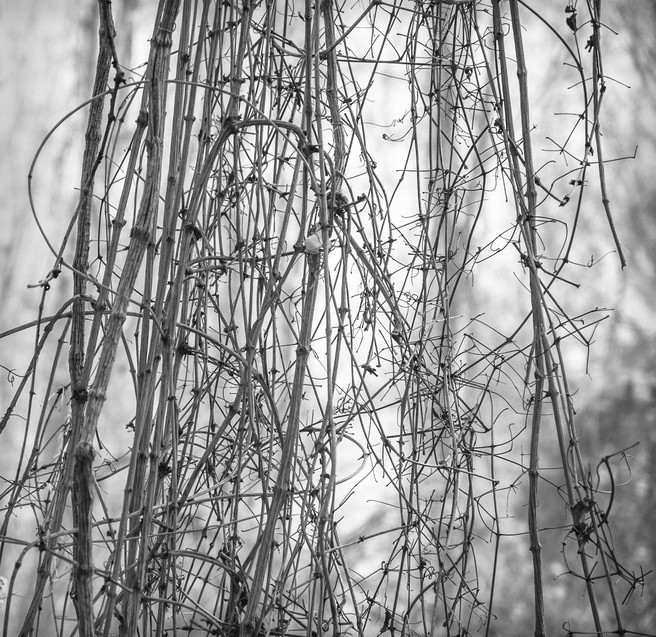 Venturing in. A curtain of vines, deep in my local clay pit.