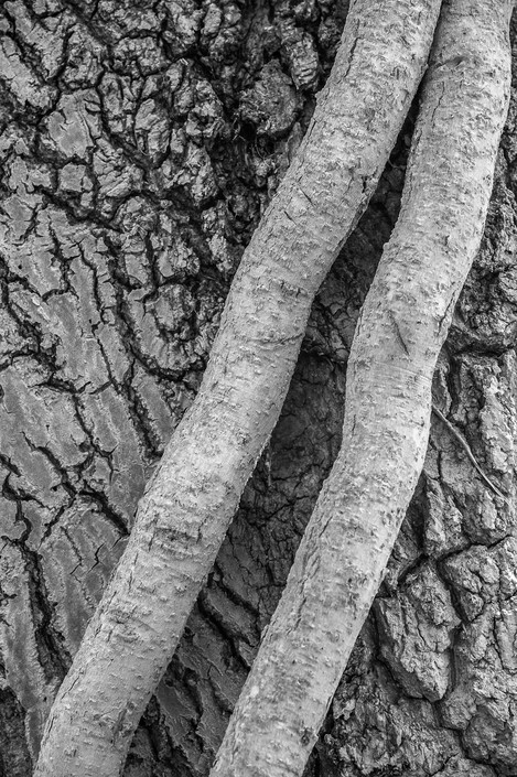 Concentrating on details. Ivy stems winding around an oak tree.