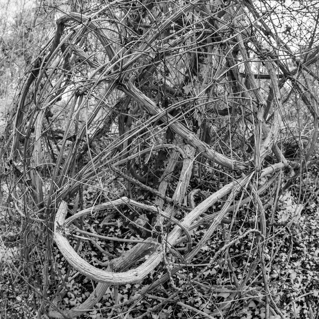 Tangled complexity. The vines are up to 3” thick in places.