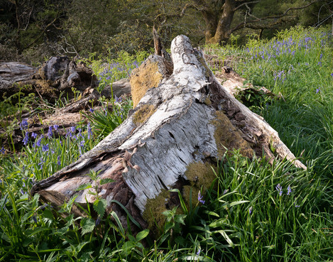 Fallen Birch And Lizard