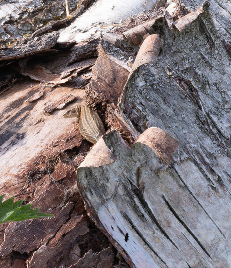 Fallen Birch And Lizard, Detail