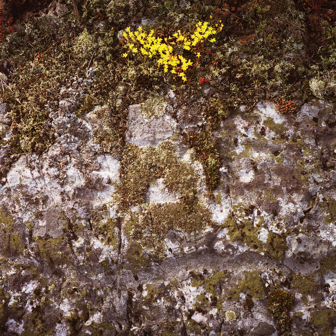 Lichen Langholmen 2