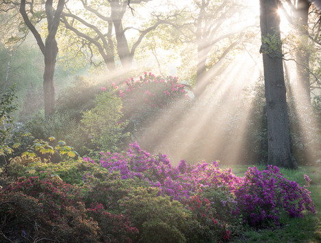 Morning In The Glade, Near Thomson's Pond