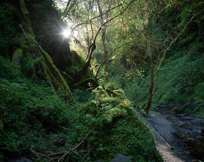 Mossy Canyon, Coed Cwningar