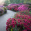 Pink And Purple Path