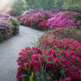 Pink And Purple Path