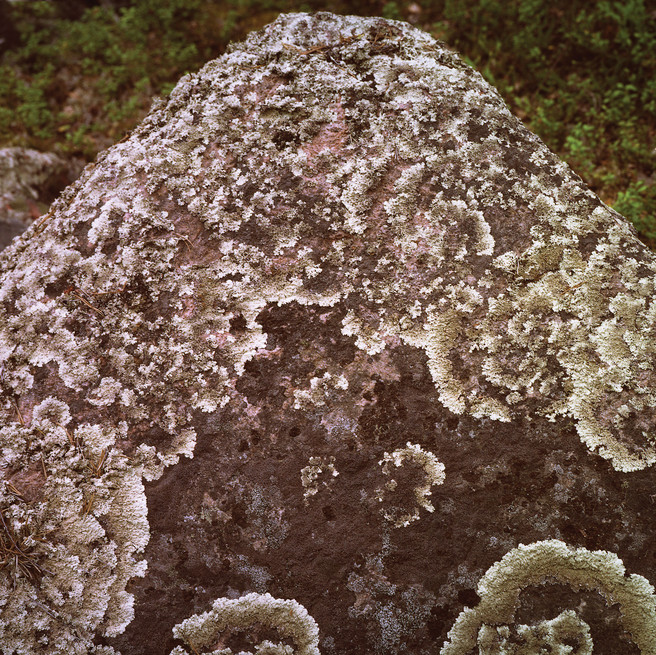 Rock And Lichen 1