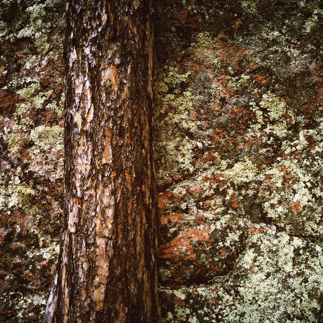 Tree And Lichen 1