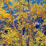 Christopher Burkett Radiant Mountain Aspen