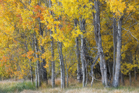 Franka Gabler Change Of Seasons, Eastern Sierra