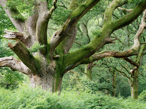 Robin Boothby Savernake Oaks 3