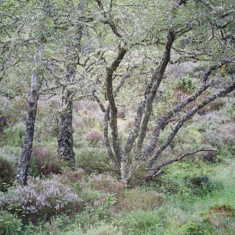 Ruth Grindrod Logie Woods Tangled In Heather