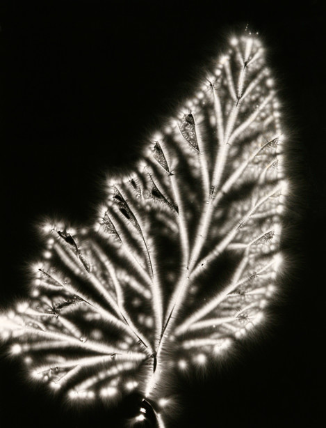 Walter Chappell Begonia Leaf