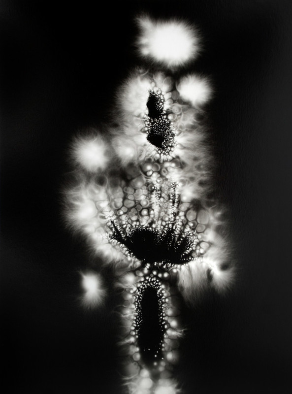 Walter Chappell Squash Blossom