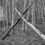 Crossed Aspens & Sapling, Near Ashcroft, Colorado, , 1989