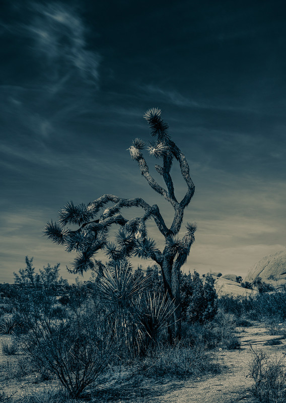 Greg Piazza Joshua Tree Reaching