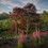 Joe Cornish Copperbeeches Foxgloves 21 06 19p0006101